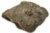 Fossil Tyrannosaur (T rex) Vertebra Section - Wyoming #350403-1